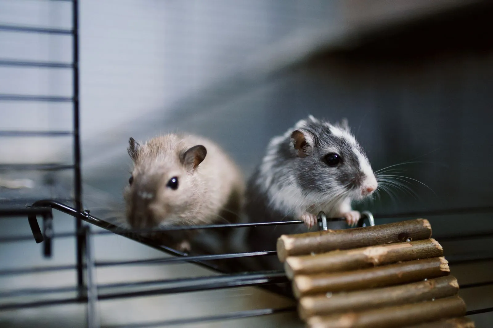 What to Look for in Small-Pet Food